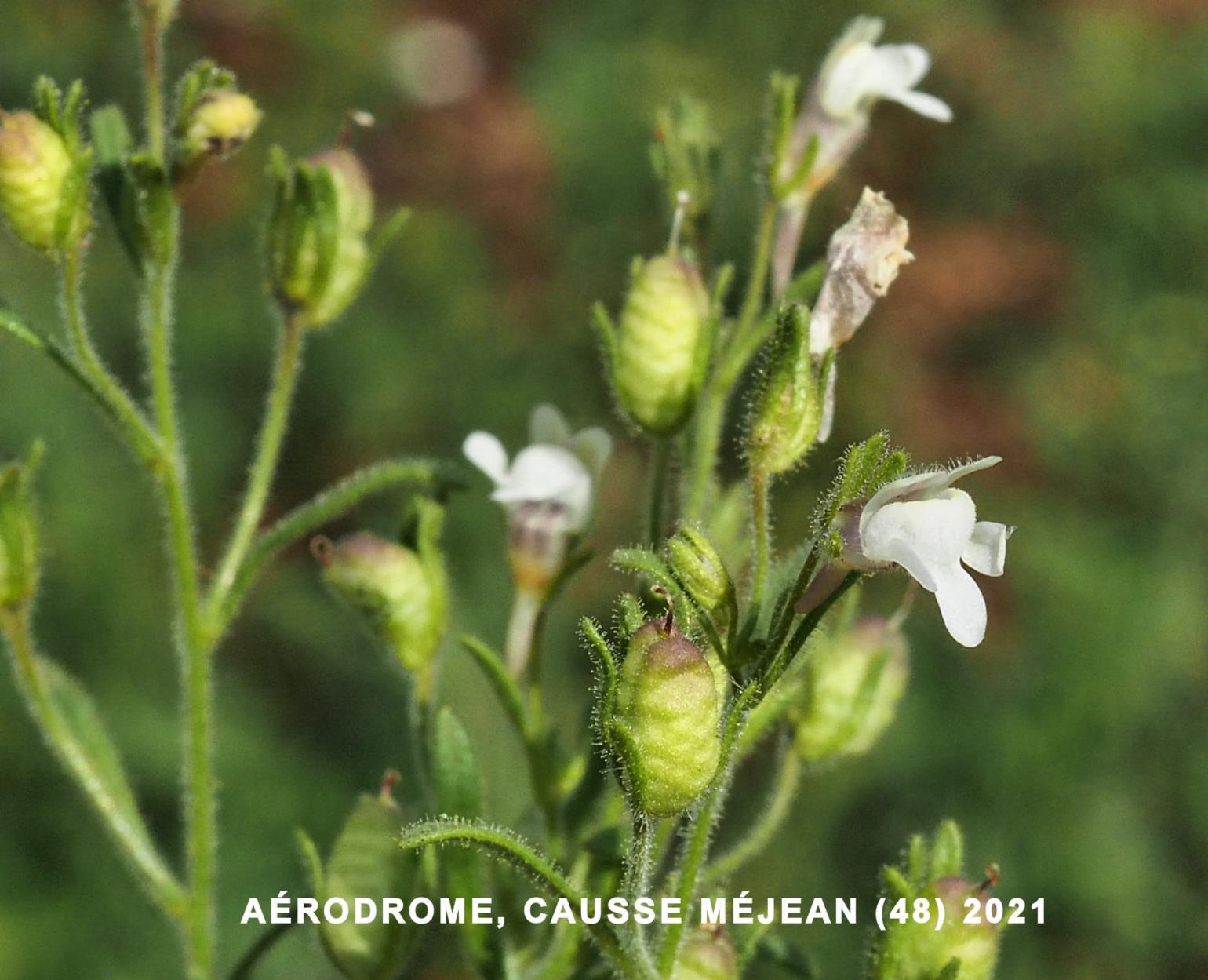 Toadflax, Small